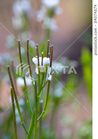 Eatable roadside white flowers Hairy bittercress 84074874