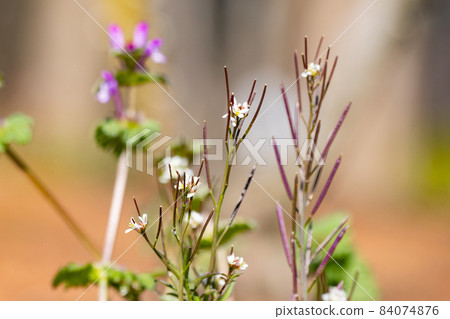 Eatable roadside white flowers Hairy bittercress 84074876