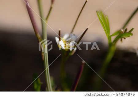 可食用的路邊白花多毛苦菜 可食用的路邊白花多毛苦菜 84074879