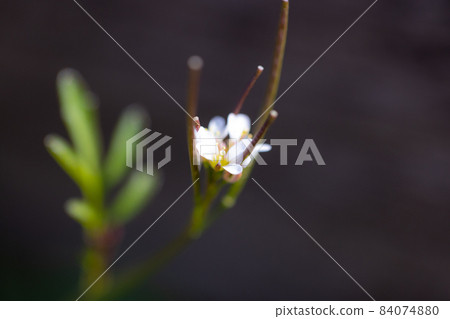 可食用的路邊白花多毛苦菜 可食用的路邊白花多毛苦菜 84074880