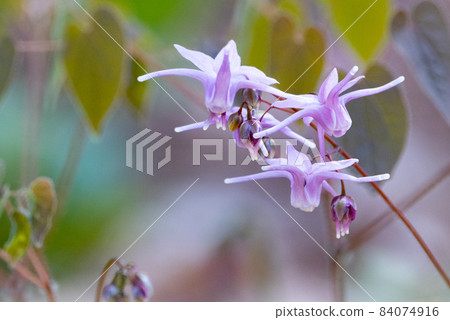 Epimedium grandiflorum, a spring flower that blooms like an anchor Epimedium grandiflorum, a spring flower that blooms like an anchor 84074916