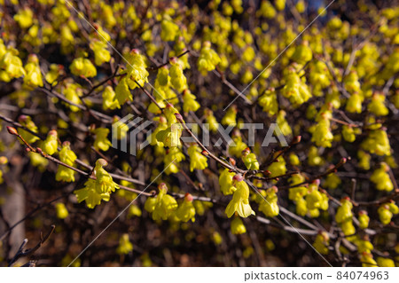 Corylopsis spicum, which has been loved as a garden tree since the Edo period and blooms yellow flowers before the leaves come out in spring. 84074963