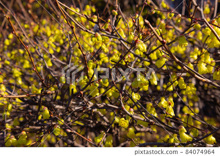 Corylopsis spicum, which has been loved as a garden tree since the Edo period and blooms yellow flowers before the leaves come out in spring. 84074964