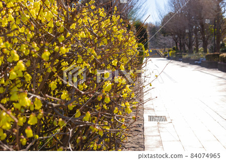 Corylopsis spicum, which has been loved as a garden tree since the Edo period and blooms yellow flowers before the leaves come out in spring. 84074965