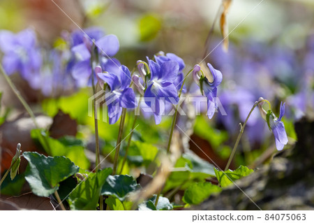 Contrary to its pretty appearance, it is a plant violet with extremely strong vitality. Contrary to its pretty appearance, it is a plant violet with extremely strong vitality. 84075063