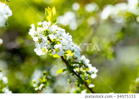 It is often planted in flower beds and parks, and in the spring, it is a beautiful Yukiyana with many white flowers that look like snow has fallen on the tips of the hanging branches. It is often planted in flower beds and parks, and in the spring, it is a beautiful Yukiyana with many white flowers that look like snow has fallen on the tips of the hanging branches. 84075133