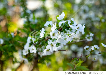 It is often planted in flower beds and parks, and in the spring, it is a beautiful Yukiyana with many white flowers that look like snow has fallen on the tips of the hanging branches. It is often planted in flower beds and parks, and in the spring, it is a beautiful Yukiyana with many white flowers that look like snow has fallen on the tips of the hanging branches. 84075135