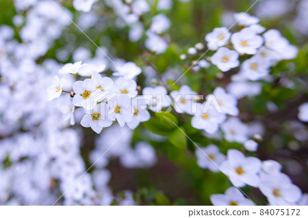 它常種植在花壇和公園裡，在春天，它是一種美麗的雪花，有許多白色的花朵，看起來像雪一樣落在樹枝的尖端。 84075172