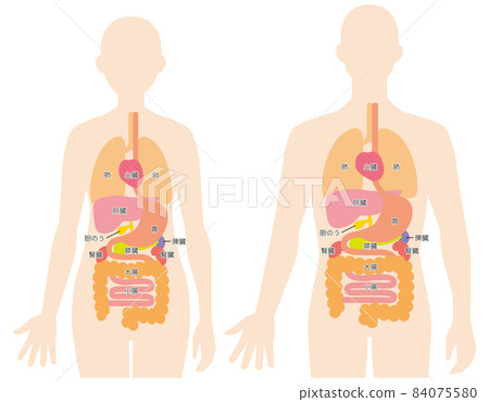 Human body (internal organs) illustration 84075580
