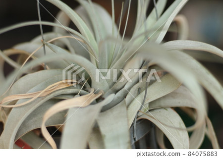 鐵蘭airplants xerographica 84075883
