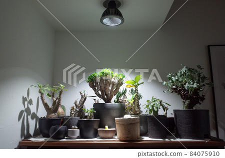 在室內，為球莖植物提供強光。 84075910