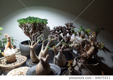 Indoors, shed strong light on bulbous plants. 84075911