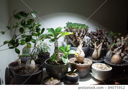 Indoors, shed strong light on bulbous plants. 84075912
