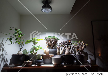 Indoors, shed strong light on bulbous plants. 84075916