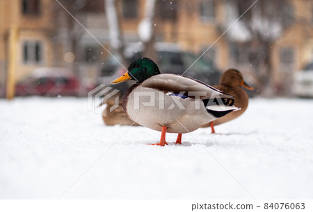 Winter portrait of a duck in a winter public park. Duck birds are standing or sitting in the snow. Migration of birds. Ducks and pigeons in the park are waiting for food from people. Winter portrait of a duck in a winter public park. Duck birds are standing or sitting in the snow. Migration of birds. Ducks and pigeons in the park are waiting for food from people. 84076063