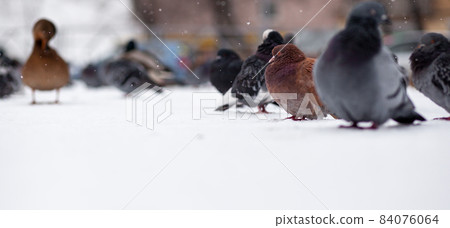 Beautiful pigeons sit in the snow in the city park in winter. Close up of pigeons in winter on the square in the park. Birds in the cold are waiting for food from people. Beautiful pigeons sit in the snow in the city park in winter. Close up of pigeons in winter on the square in the park. Birds in the cold are waiting for food from people. 84076064