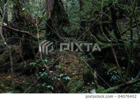 At Shiratani Unsuikyo on Yakushima. A view of the forest during trekking. At Shiratani Unsuikyo on Yakushima. A view of the forest during trekking. 84076402