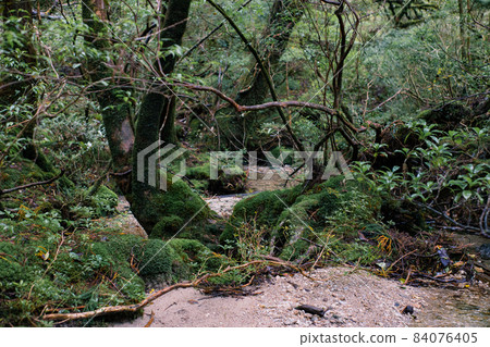 At Shiratani Unsuikyo on Yakushima. A view of the forest during trekking. At Shiratani Unsuikyo on Yakushima. A view of the forest during trekking. 84076405