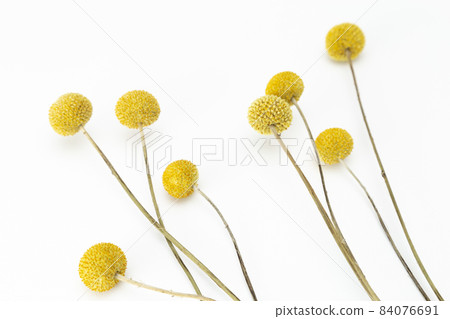 Classpedia 白色背景 Classpedia 白色背景 84076691