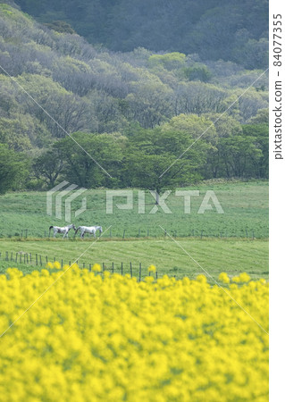 高原春景(日留山高原) 高原春景(日留山高原) 84077355