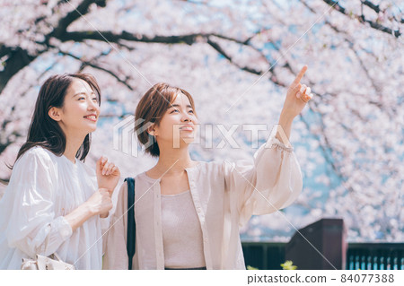 女性(朋友)櫻花景點觀光 女性(朋友)櫻花景點觀光 84077388