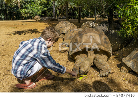A Boy giving food to giant endangered turtle, animal eating plants outdoors.  84077416