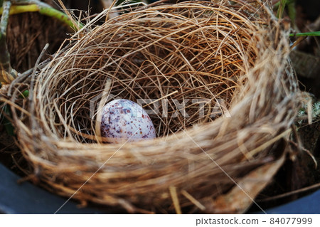 bird s nest with egg in the garden bird s nest with egg in the garden 84077999