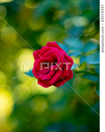 Roses blooming in Yokohama 84078447