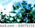 Sky and flowers 84079158