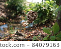 Withe Hydrangea 84079163