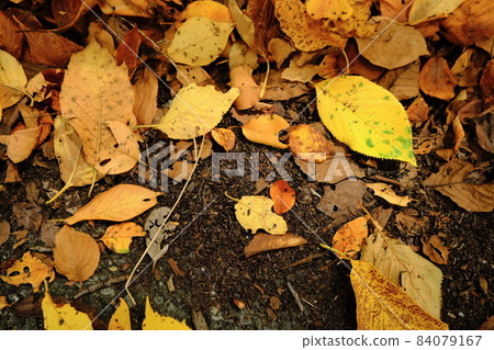 I found autumn. 84079167