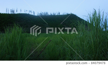 Wildlife, green grass and a hill in the distance 84079478