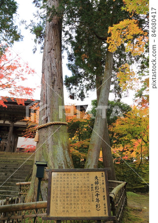 江東三山（天台宗）西明寺/千年夫婦杉[滋賀縣甲良町] 84080417