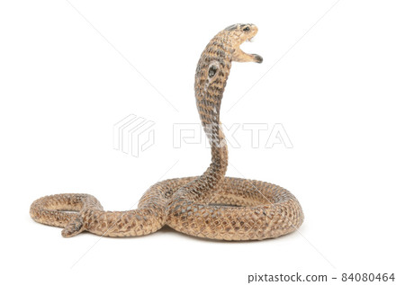 眼鏡蛇 眼鏡蛇 84080464