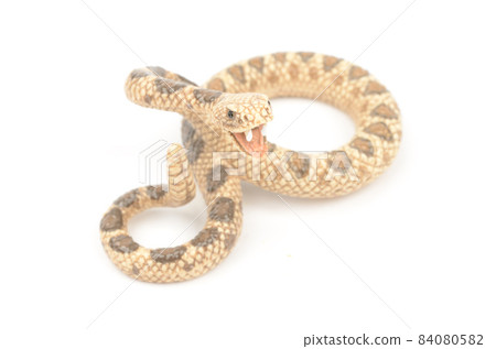 Rattlesnake Rattlesnake 84080582