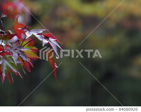Red-dyed maple leaves in the rain Red-dyed maple leaves in the rain 84080920