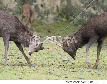 Stag with weapons 84081132