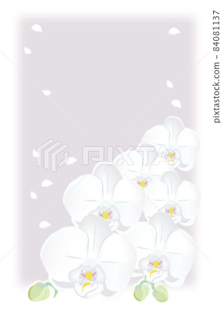 Phalaenopsis postcard background in mourning 84081137