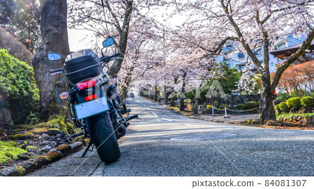櫻花樹隧道自行車遊覽靜岡縣伊東市八幡野 84081307