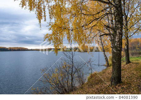 Autumn landscape with a large reservoir and birch trees with yellow leaves. 84081390