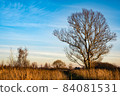 A lonely large branching tree without leaves against a blue sky with white clouds. 84081531