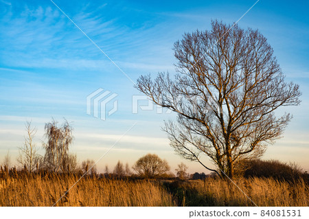 A lonely large branching tree without leaves against a blue sky with white clouds. 84081531
