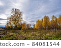 Autumn landscape with a birch grove and a large lonely tree on a cloudy day. 84081544