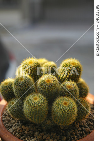 close up notocactus leninghausii in planting pot close up notocactus leninghausii in planting pot 84081898