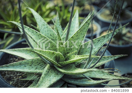 close up hybrid aloe plant in planting pot close up hybrid aloe plant in planting pot 84081899