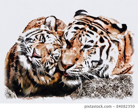 Cuddling tiger 84082350