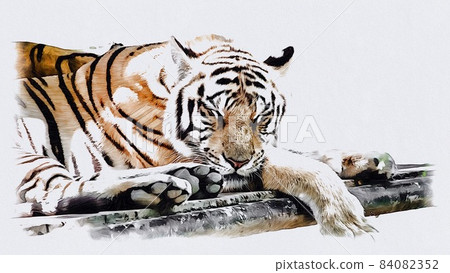 Sleeping tiger 84082352