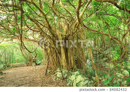 Yanbaru National Park Daisekirinzan Banyan Tree 84082432
