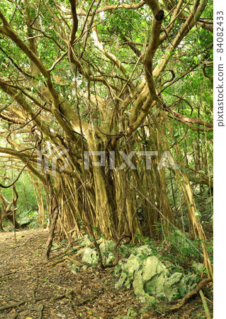 山原國立公園大石林山悅榕莊 山原國立公園大石林山悅榕莊 84082433
