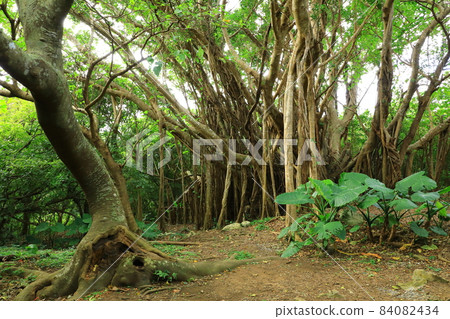 Yanbaru National Park Daisekirinzan Banyan Tree 84082434